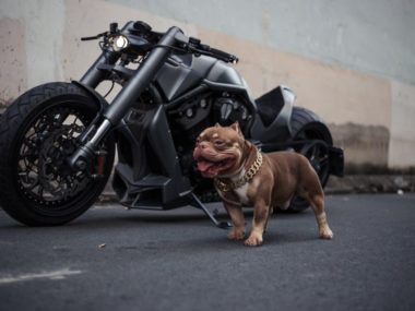 Harley-Davidson-V-King-by-Baby-Speed-from-Vietnam-07